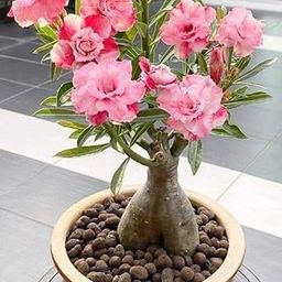Live Grafted Desert Rose Grafted Bonsai Adenium Flower Indoor Plant MultiColour Mixed Variety Mature for Flowering with Free Plastic Pot Pack of 1-image-89