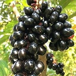 ROYAL LAND Rare Sweet Black Jamun Java Plum, Syzygium cumini Malabar Plum, Black Plum 1 Healthy Live Plant Seedling-picture-13