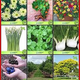 Creative Farmer Fruit Seeds Combo Flower Seeds & Tree Seeds : Elaeocarpus Ganitrus, Santalum Album, Yellow Flametree, Fennel Folrance, Water Cress, Garlic Chives, Metrecaria-Gold Star, Nasturtium Mix, Petunia Terrace Gardening-picture-18