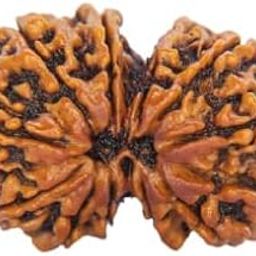 SRT Rudra 9 Mukhi Gauri Shankar Rudraksha Original Certified Gaurishankar Rudraksha Nepal Gori Shankar Rudraksh Original गौरी शंकर रुद्राक्ष Shiv Parvati Rudrksha 9 Mukhi Gaurishankar Rudraksh Pendant-3
