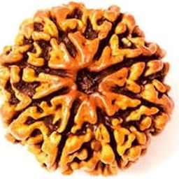 ShivTantar 8 mukhi Rudraksha Natural Bead & Certified, Astrological Eight Mukhi Rudraksha Bead/Faced Rudraksha | Positive Effect | Unisex Both for Men & Womenx14-picture-14