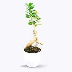 Birthright Ficus Bonsai - 2 Year Old | Indoor Bonsai Live Plants for Home/Office-image-21