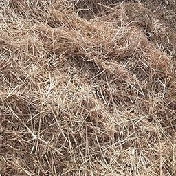 Ab Unique Natural Dried hay/Rice Straw for Arts, Decorations, Mushroom Farming and Gardening - 500g-image-20