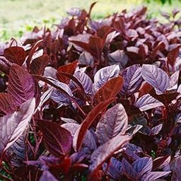 Golden Hills Farm® (AVG 10000-20000) seeds Hybrid Spinach Red (Amaranthus) Lal Saag Cheera Seeds-image-43