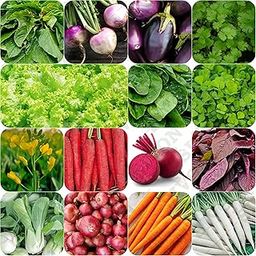 SIVON 15 Varieties of Vegetable Seeds for Home Garden, Organic & Hybrid, Perfect for Home Gardening, Planting For Pots and Patio, Wide Variety of Vegetables (1600+ Seeds)-image-79