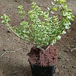 Live Jade Plant Indoor/Outdoor Plant, Big Size, Good Luck Jade Plant (Pack of 2) For Home Decorer With Plastic Pot-image-52