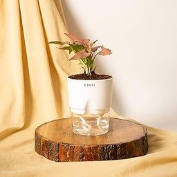 KYARI Syngonium Pink Indoor Plants for Living Room | Live Plants | Plants with White Self Watering Pot for Home | Air purifier plants | Plants for Home Decor | Plants for Garden & bedroom-image-121