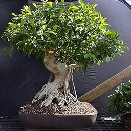 Indoor plants for living room bonsai,Chaina bot (Pack of 1)-image-41