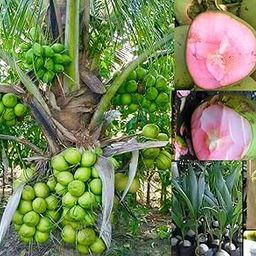 Rukonza Thai Pink Coconut Tree Height 2-3 Feet Dwarf Coconut Tree Plant Fruit After 2-3 Year Hybrid 1 Healthy Live-image-0