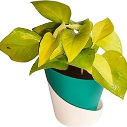 Money Plant in Turquoise and White self watering Pot, Easy Care Houseplant-image-17