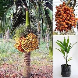 King Palm Tree Seeds and Seedling Kit, Tropical Fruit Plant, Live Garden Growing Set-image-57