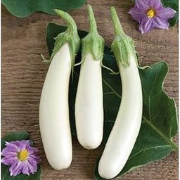Golden Hills Farm WHITE LONG BRINJAL SEEDS 500 seeds-image-42