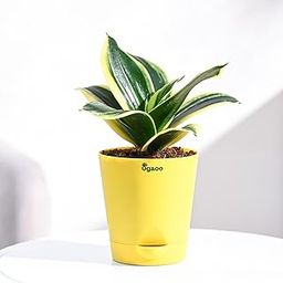 Ugaoo Sansevieria Golden Hahnii Snake Plant With Self Watering Pot-image-17