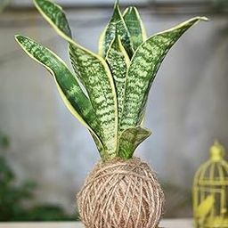 Snake plant indoor live plant without pot (pack of 1)-image-62