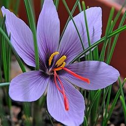 Nursery Live Saffron Crocus Flower Plant Kashmiri Saffron Bulb/Kesar/Zafran/Crocus Corm (5 Corms/Bulbs)-image-91