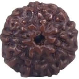 MAA SHAKTI GEMS Nau Mukhi Rudraksha From Nepal Genuine Nine Face Rudraksha Superb Brown नौ मुखी रुद्राक्ष IGL Lab Certified Premium 9 Mukhi Rudraksha For Men And Women-picture-10