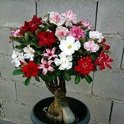 Indoor Adenium Plant, Live Specimen "Adenium Plants: Desert Beauty for Your Home!" a30-image-52