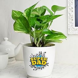 FlowerAura Air Purify Green Money Live Indoor Plant In Pot With Super Dad Sticker For Office/Home Decor & Gift For Dad, Gift For Papa, Gift For Father-In-Law & Father's Day Gift (Same Day Delivery)-image-64