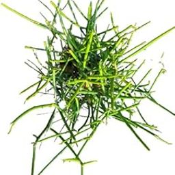 pencil cactus (Euphorbia tirucalli) succulent foliage ornamental plant in Biodegradable grow bag-image-31