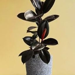 ARIYA Rubber Plant Live Indoor Air Purifier without Pot Black Leaf Rubber Plant For Home Desk Pack Off 1-13