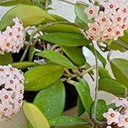 GREEEN EARTH Hoya Carnosa Wax Fragrant Healthy Live Plant-image-33