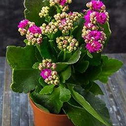 Kalanchoe live plant with flower combo (Pack of 1 Live flower plant)-image-37