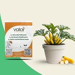 Valar Zucchini Yellow Seeds | Open Pollinated Non-GMO Seeds | Home Gardening, Balcony Farming, Organic Veggies-image-40