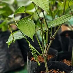 Black Pepper Live Plant for Home – Fast-Growing & Low Maintenance(Pack of 1)||-image-14