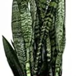 AkGreens Sansevieria trifasciata Snake plant in biodegradable grow bag-image-40