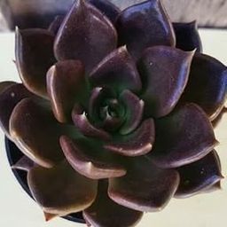 Live Black Vishnu Laxmi Kamal Succulent Plant |Echeveria Black Prince With Pot For Indoor Home decor Plant (Vishnu kamal Plant)-27
