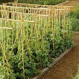 TCLPVC Natural Bamboo Canes 4 Feet, Bamboo Stake, Eco-Friendly Garden Stakes, Plant Stakes Supports Climbing for Tomatoes, Trees, Beans, 50 Pack-image-82