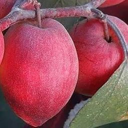 Red Kashmiri apple Ber Plant Healthy Grafted Live Plant_Pack of 1 AR-image-69