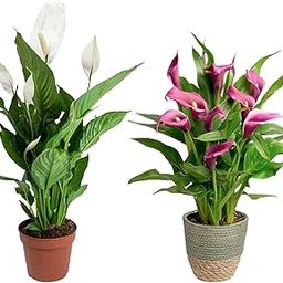 Guruji Plantation Combo of 2 Peace lily Indoor Plants For Living Room Balcony Home And Office Decoration with 4 inch Black Plastic Pot-picture-31