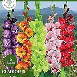 Gardener Bhabi Glaiolus Mix Flower Bulb For Home Gardening Pack of 5-image-65