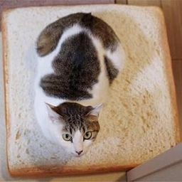 UJEAVETTE Creative Toast Bread Cushion Covers Pillowcase for Cats and Small Dogs Pets Mat Sleep Soft Mattress Pad Pillow Case Kittens Vivid Bed Cover-image-48