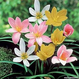 Audbhidhi Bulbs Rain Lily Flower Bulbs For Home Gardening (pack of 10 bulbs)-image-127
