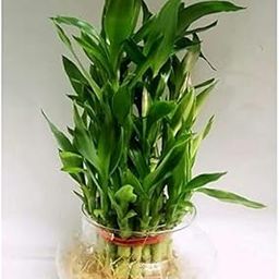 greenhomecare 2 Layer Lucky Bamboo Plant with Glass Pot-image-22