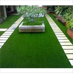 Mexican lawn grass seeds for garden (lawn grass) Pack of 11500-image-65