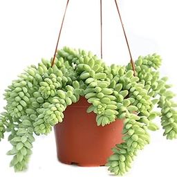 Live Hanging Plant | Sedum Morganianum (Donkey Tail) Succulent with Pot | Beautiful Trailing Plant for Home & Garden | Low Maintenance Hanging Plant for Home, Office, Garden-image-55