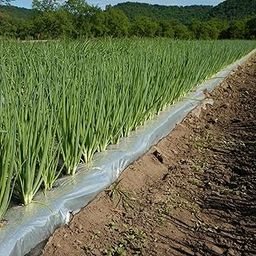 PRUTHAA 25 Micron Mulching Film – 4ft Width with 4in x 4in Holes | Ultimate Crop Protection for Onion & Garlic | UV-Resistant, Weed Barrier, Soil Moisture Retention-picture-21