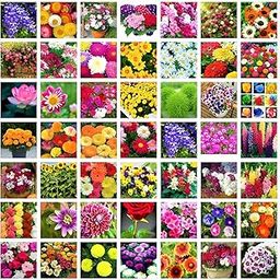 50 Varieties HYBRID Flower Seeds Combo - All Year Flower Seeds Combo Pack- 2100+ Pcs - Summer & Winter Flower Combo.-image-25