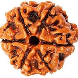 6 Mukhi Rudraksha Original | Six Mukhi Rudraksha | 100% Natural Rudraksha-picture-8