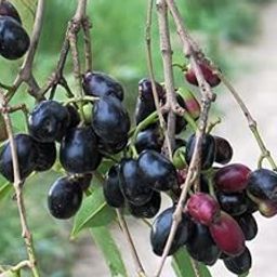 Creative Farmer Fruit Live Plant Rare Syzygium Cumini Java Plum/Black Plum Seedless New Variety Njaval (: Air Layering) Exotic Plants (Jambolan/Java Plum/Jamun) Garden (1 Live Fruit Plant)-picture-20