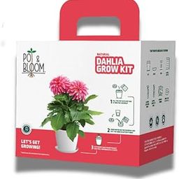 Pot and Bloom Dahlia(Medium) Gardening Kit | Complete Home Gardening Set with Dahlia Seeds, Pot, Pot Mix (Soil & Fertilizer), Plant Growth Nutrition, Protection Spray | Ideal Gift for Garden Lovers-image-28