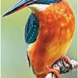 Carousel Worldwide, RSPB Birds 2026 Slim Wall Calendar-image-74