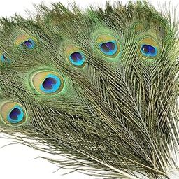 Critoanta Natural Peacock Feathers 10-12 Inches Original Mor Pankh Feather Tails for Home Décor Full Length Good Luck Art and Craft Decorative Item for Worship,(10 PCS)-image-63