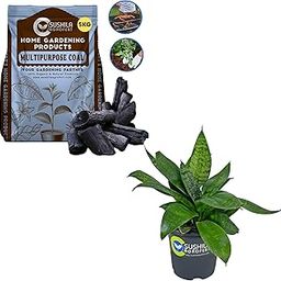 SUSHILA AGROFERT Barbecue Grill Wood Charcoal Activated Horticultural Plant (5 Kg) and Sushila Agrofert's Snake Live Plant with Pot Best Air Purifier Plant for Home décor-image-33