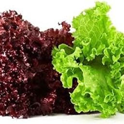 Seed Wala LETTUCE ICE BERG AND LOLLO ROSSO MIX VARIETY SUMMER LEAFY VEGETABLES PACK OF 30+ SEEDS-image-36