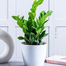 Indoor Live ZZ Plant in (5.5 Inch Wide * | Indoor Plants | Plants For Home Decor Live Plant Indoor | Plants For Living Room-image-88