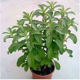 Generic Stevia Plant Live With Pot | Healthy Live Plant for Home Garden (2)-image-26